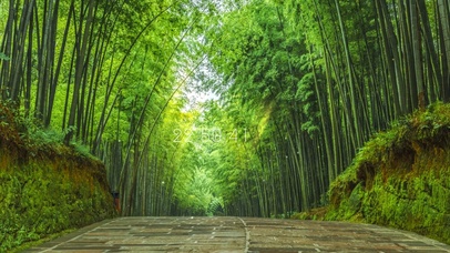 治愈护眼竹林小路