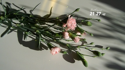 4k高清简约清新花系列