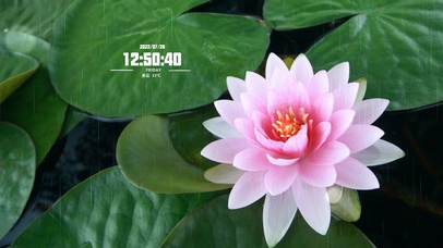 夏日护眼荷花-超高清