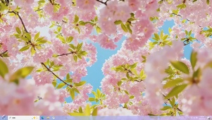 小清新樱花盛开