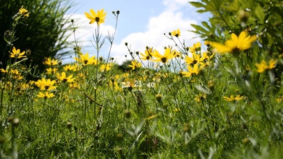 4K清新护眼小野菊