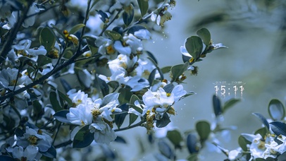 4K唯美治愈清新山茶花