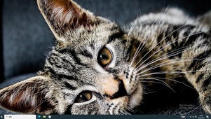 酷猫