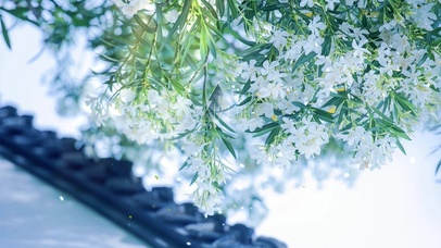 治愈唯美绿叶竹夹桃