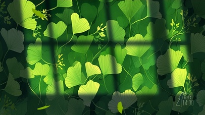 阳光窗影幸福银杏叶