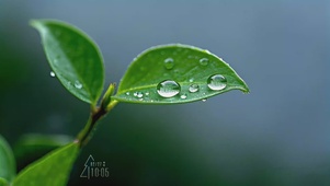 雨润绿叶珠