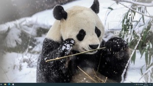 吃竹子の熊猫