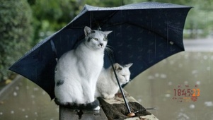 雨中情侣猫