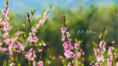 4K 雨天田园桃花开