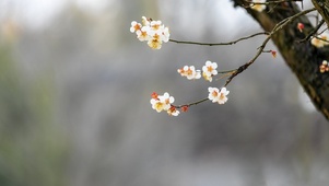 春韵 树 鲜花 春天的风景