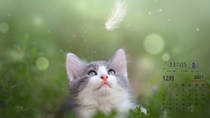 草丛里的猫咪