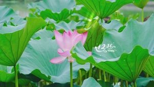 4k护眼荷花