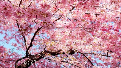 6K 超清治愈【落英缤纷】