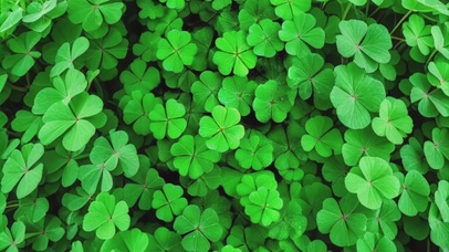 唯美小清新四叶草