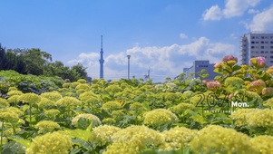 花丛