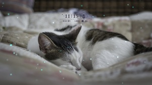 碎觉觉滴猫猫
