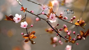唯美古风梅花开
