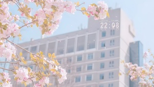 唯美清新治愈樱花