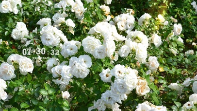 4k高清小清新系列