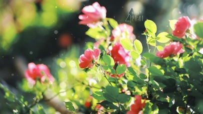 4k 治愈清新春天浪漫花朵