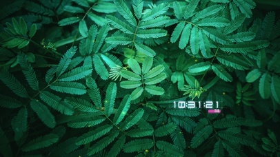 唯美治愈墨绿叶