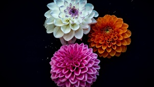 高清花花
