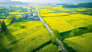 春日油菜花田