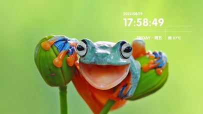 4k鲜艳多彩的爪哇树蛙