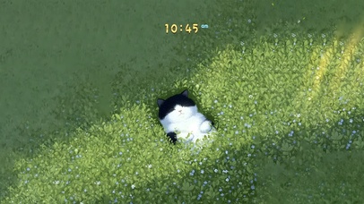 草地晒太阳小憩猫咪