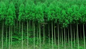 护眼绿色竹林