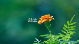 4k唯美鲜花