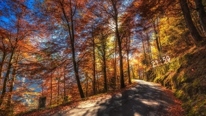 秋季阳光森林小路