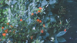 治愈清新夏日雨天鲜花