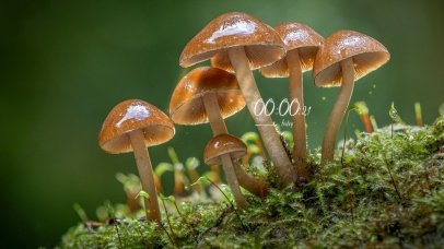 清新治愈小蘑菇