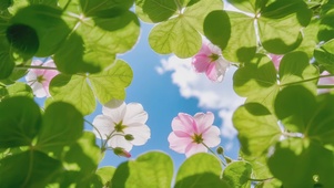 清新护眼幸运四叶草