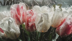 4K雨中郁金香