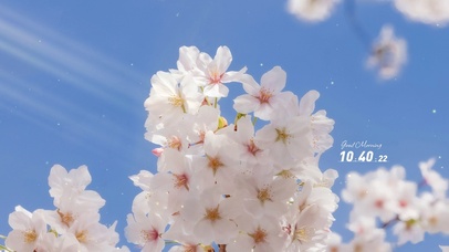 4K唯美治愈护眼纯白花朵