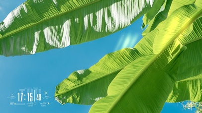 护眼绿色夏日芭蕉叶