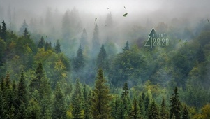 4k森林风景桌面