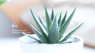 小清新芦荟