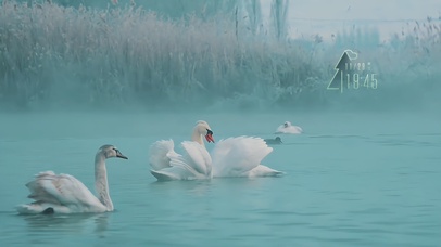 4K美丽的天鹅②