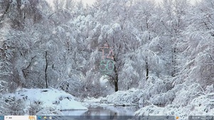 冬日雪树林—【主题桌面】