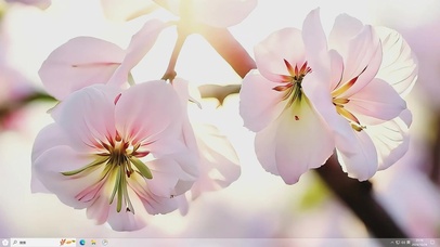 梦幻花儿-桌面主题