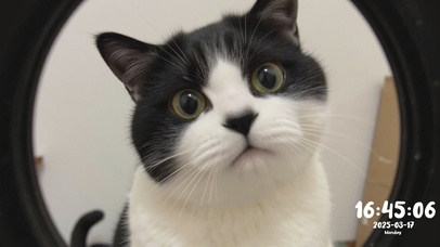 摸鱼搭子：假装在监督你的奶牛猫