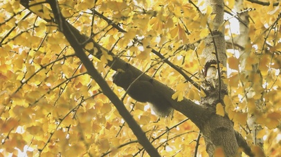 像不像穷到啃树皮的我