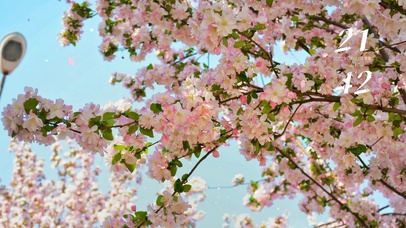 4k 浪漫海棠花飘落