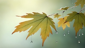 雨后清晨