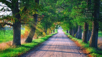 4k 治愈护眼林中小路