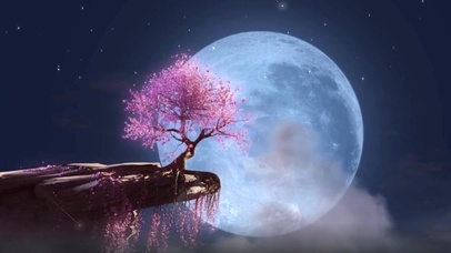 4K原神梦幻紫色樱花