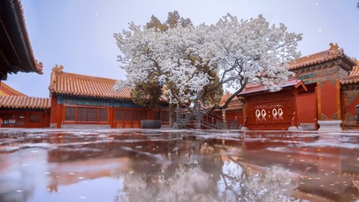 4K唯美治愈简约故宫樱花